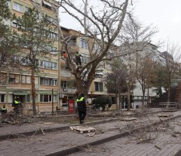 Hamamyolu’nda ağaçlar budanıyor
