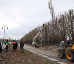 EKOLOJİK ÖMRÜNÜ TAMAMLAYAN KAVAKLAR YERİNİ ÇINARLARA BIRAKIYOR