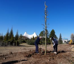 SAZOVA’DA ÇINARLAR TOPRAKLA BULUŞUYOR